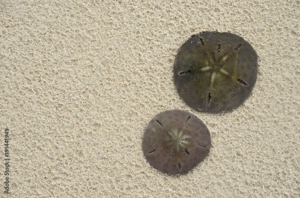 Live Sand dollars (Sea biscuits or sea cookies) - Clypeaster reticulatus - on the beach in Cayo Coco Cuba