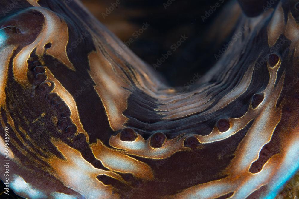 Detail of the colorful mantle of a giant clam, Tridacna derasa, in Raja Ampat, Indonesia. The robust coral reefs of this remote, tropical region support the greatest marine biodiversity on Earth.