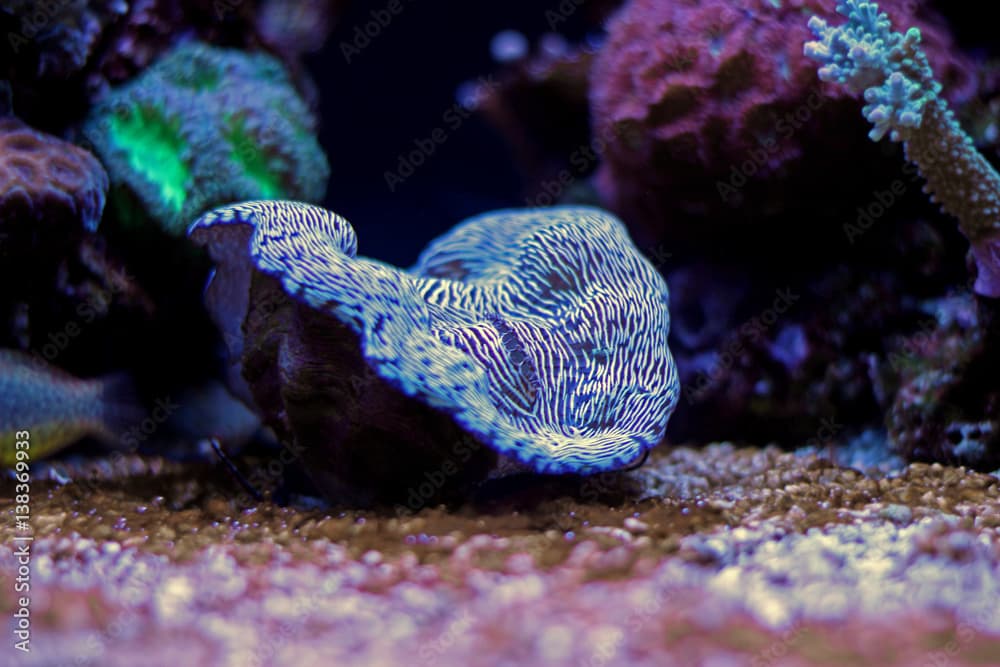 Maxima Clam (Tridacna maxima)