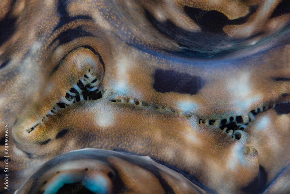 Abstract of Giant Clam, Tridacna derasa, in Indonesia