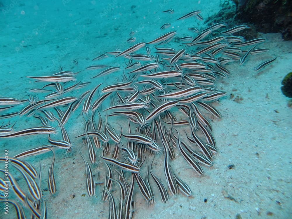Striped catfish (Plotosus lineatus) shoal, Panglao, The Philippines