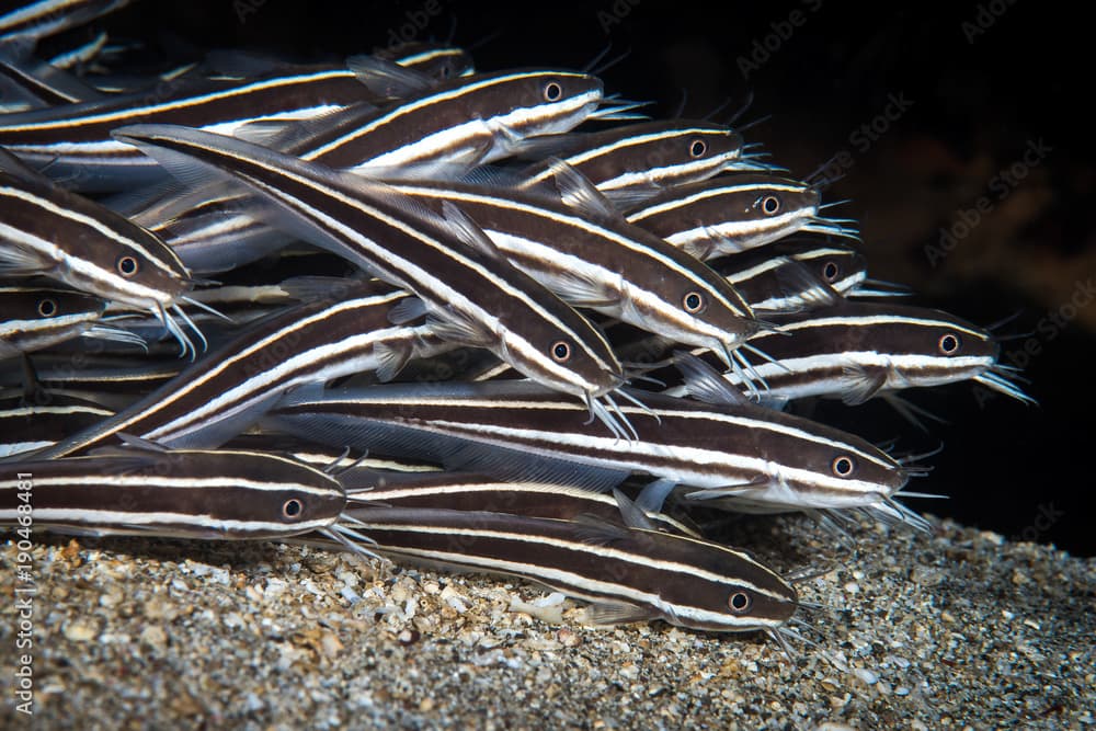 Striped Catfish