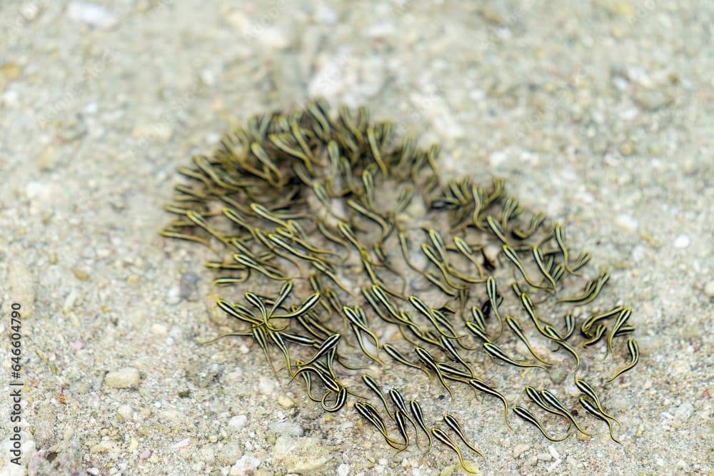 Juvenile ell catfish school near shore