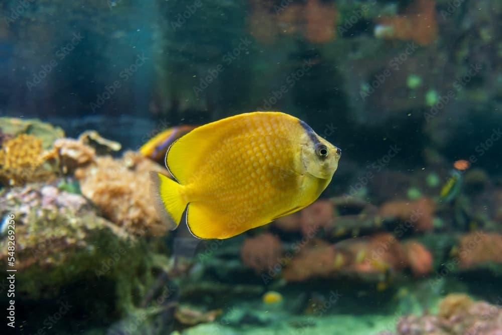 Closeup of a sunburst butterflyfish (Chaetodon kleinii) swimming in an aquarium