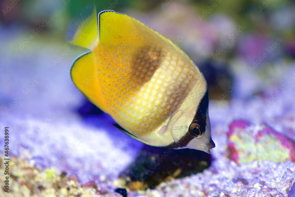 The Orange Butterflyfish, also known as the Sunburst, Brown, Klein's, Corallicola, or Blacklip Butterflyfish, Chaetodon kleinii.