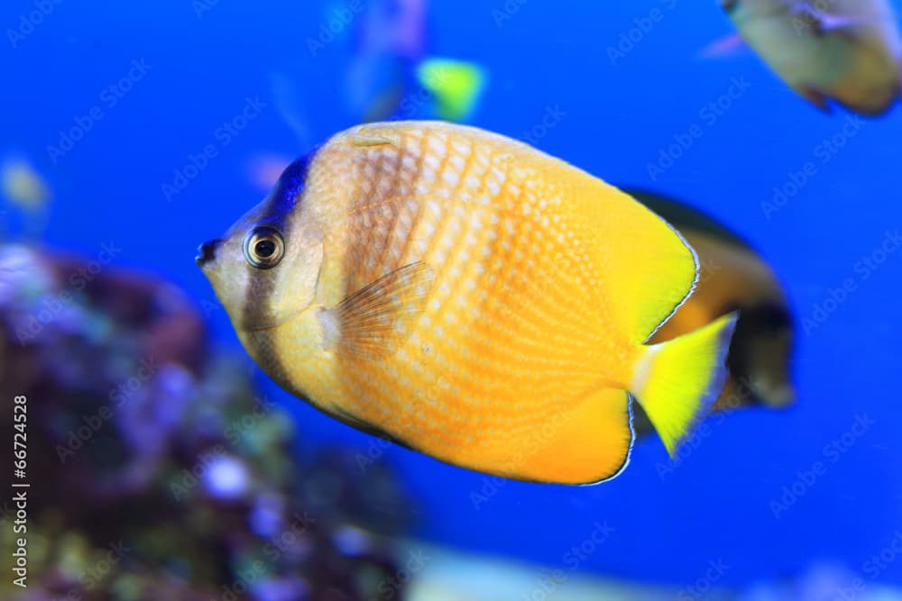 Sunburst Butterflyfish (Chaetodon kleinii )