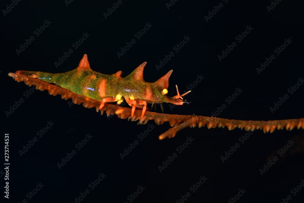 Dragon shrimp - Miropandalus hardingi. Macro underwater world. Tulamben, Bali, Indonesia.