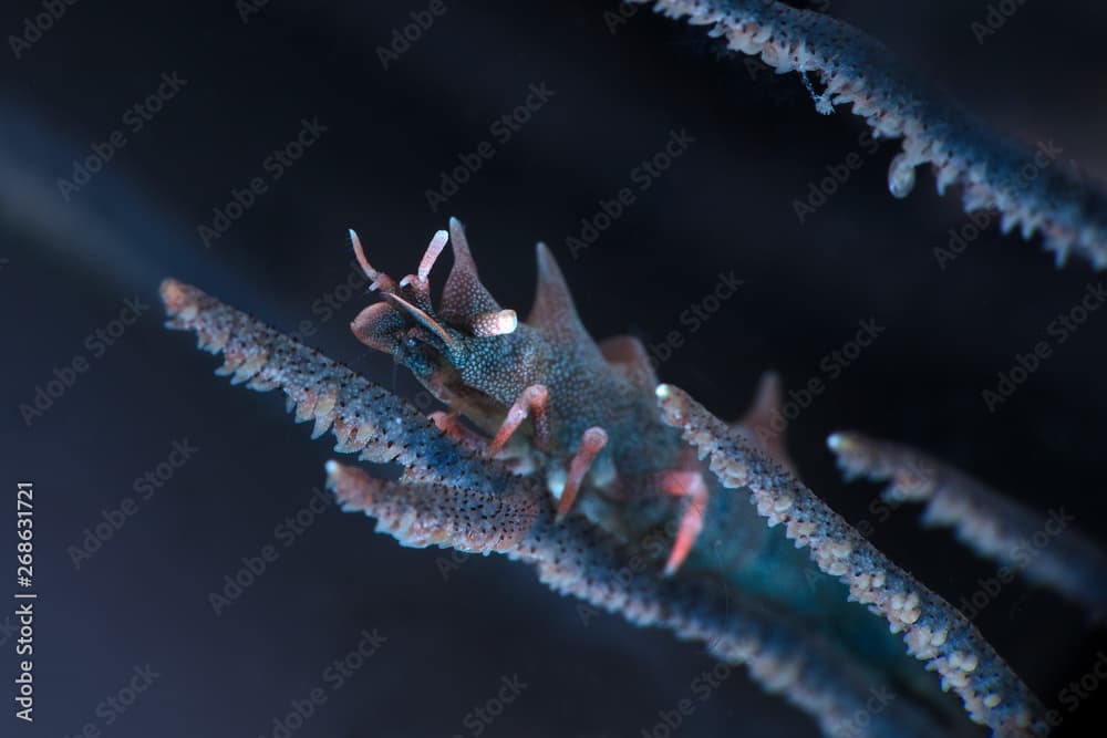 Dragon Shrimp  (Miropandalus hardingi). Underwater macro photography from Anilao, Philippines