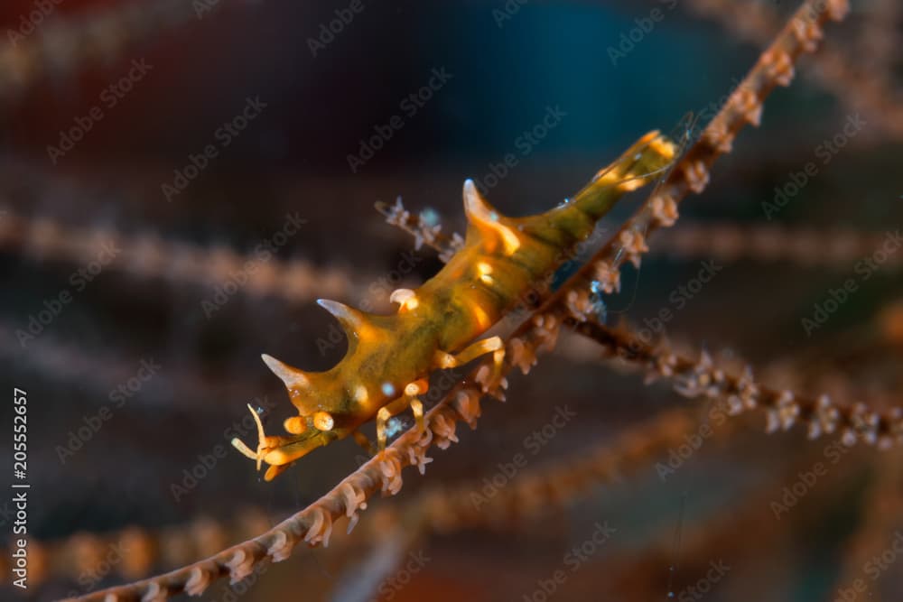 Rhino shrimp