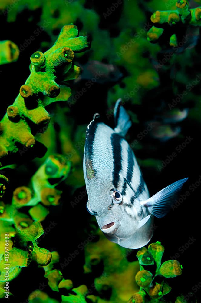 Blackstriped Angelfish, in Black Sun Coral
