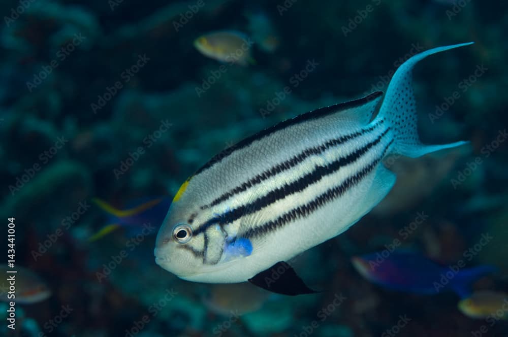 Blackstriped angelfish, Genicanthus lamarck, Raja Ampat Indonesia