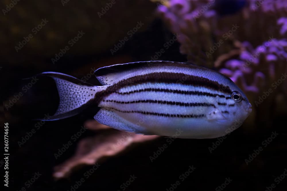  Blackstriped angelfish, Lamarck's angelfish (Genicanthus lamarck).