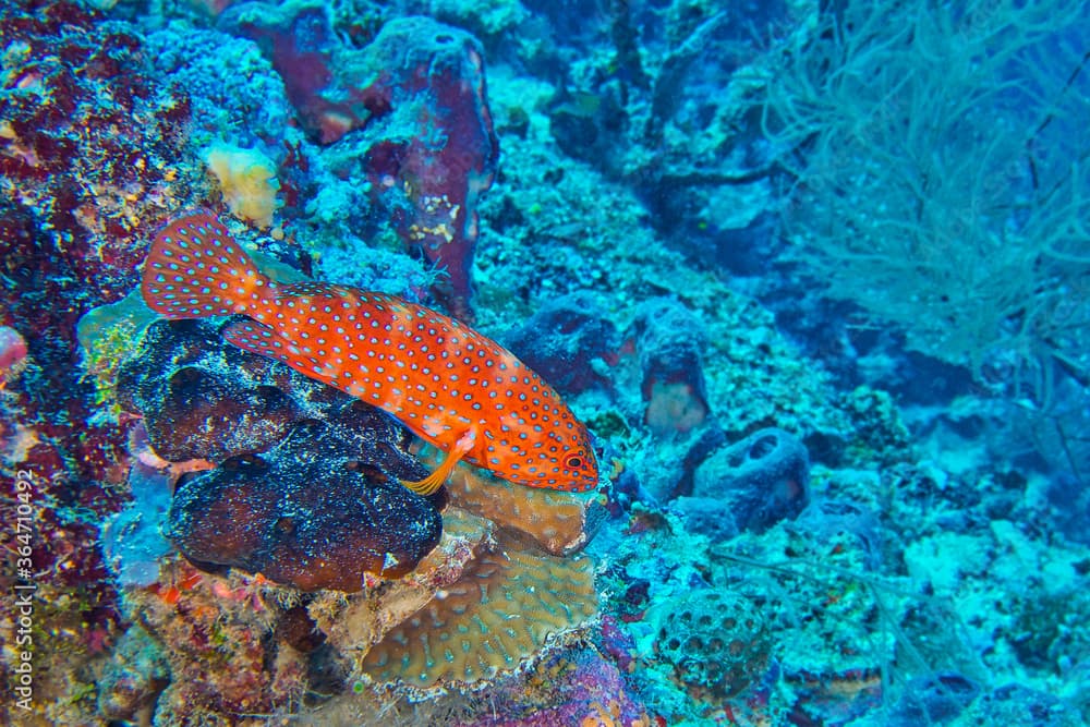 Coral Grouper, Coral Rock Cod, Cephalopholis miniata, Coral Reef, North Ari Atoll, Maldives, Indian Ocean, Asia