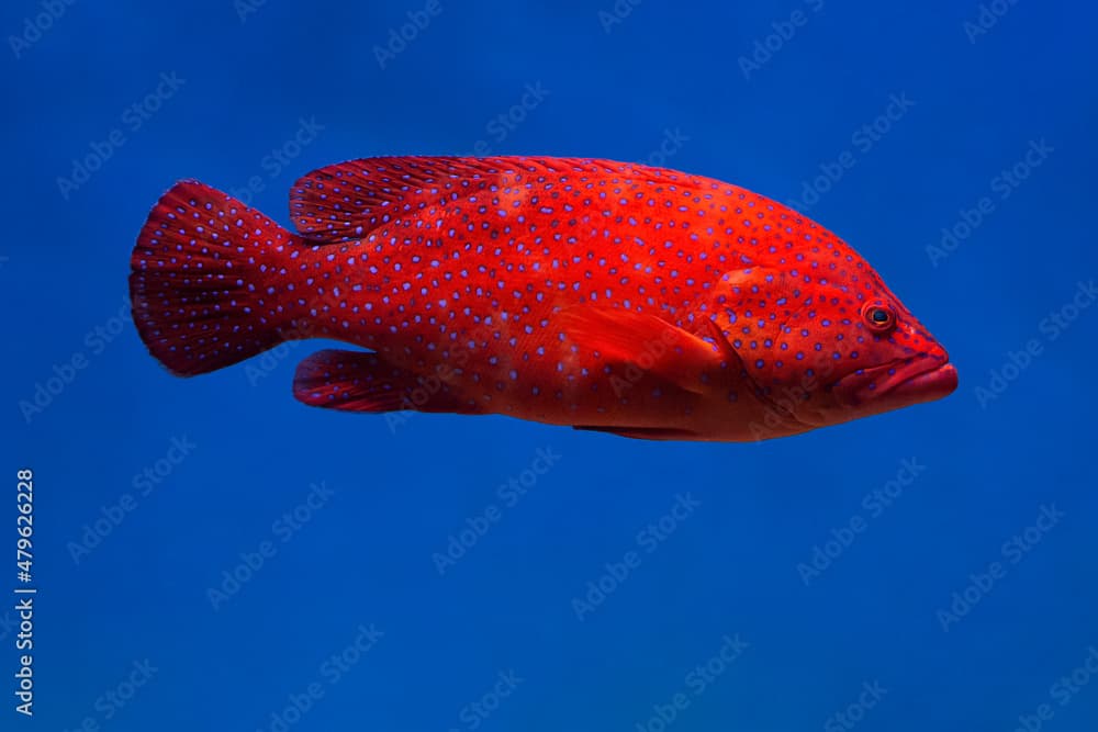 Coral hind grouper (Cephalopholis miniata)  in the aquarium.
