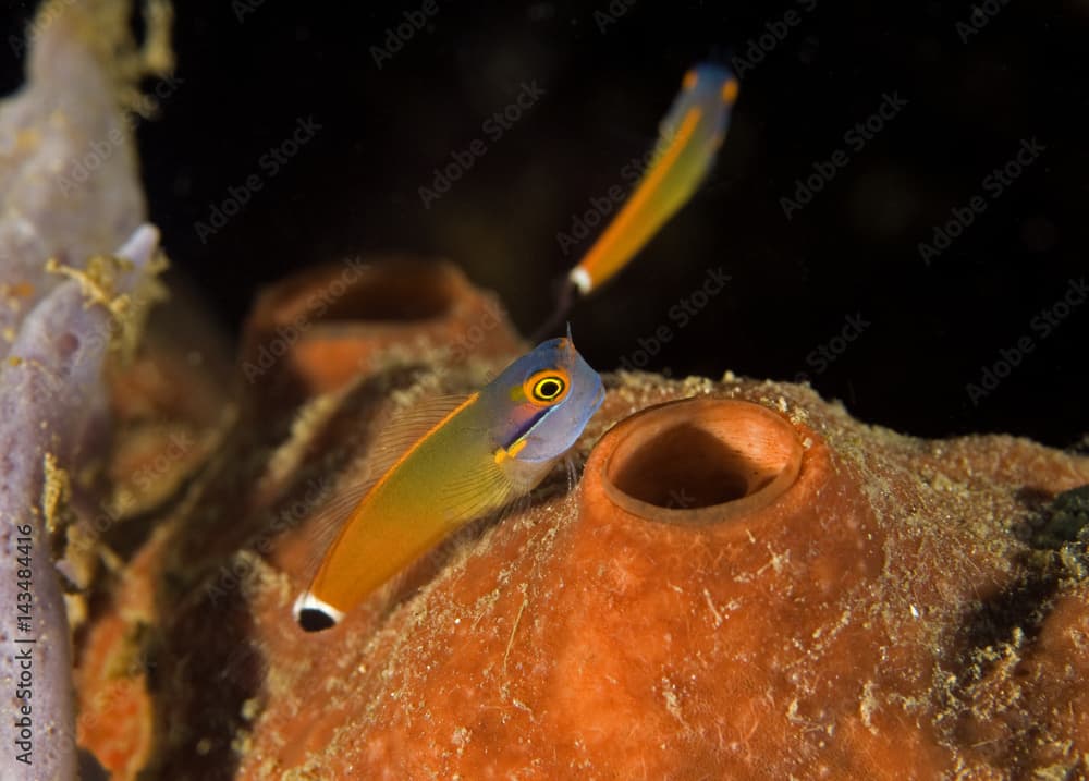 Tailspot blenny, Ecsenius stigmatura,  Raja Ampat Indonesia