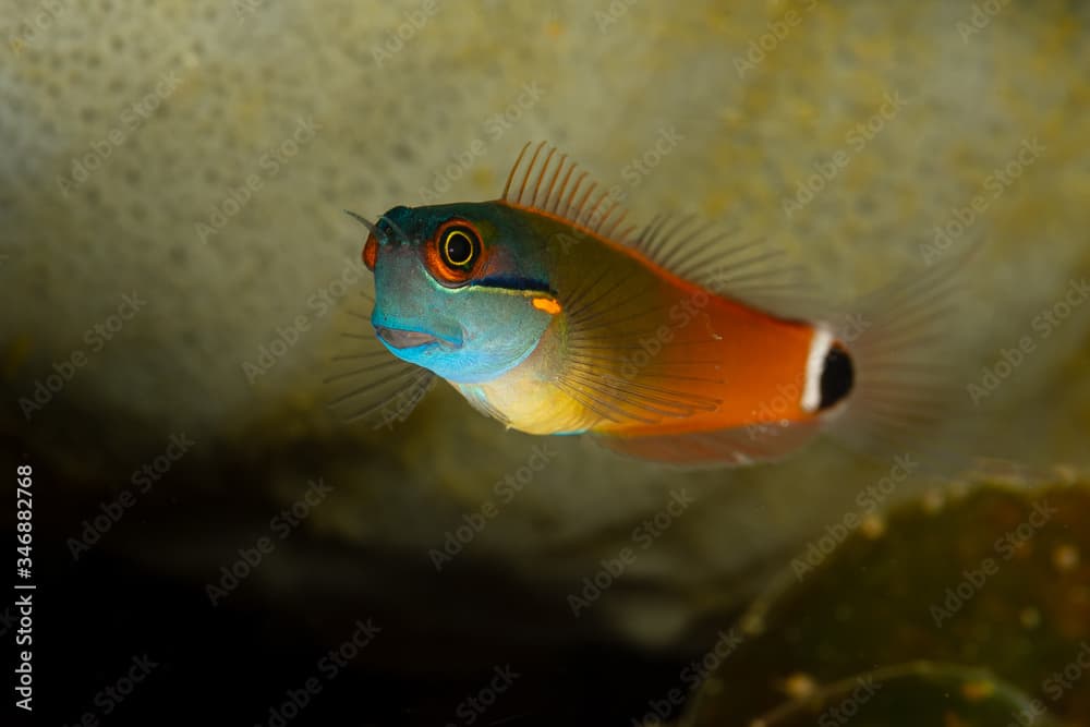 blue tailspot coralblenny fish blenny