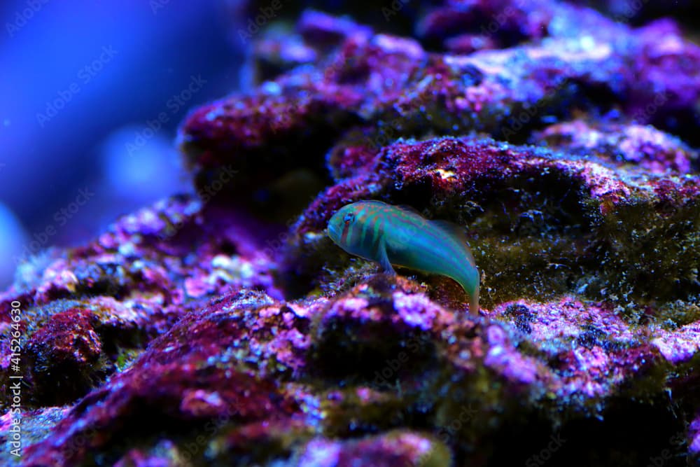 Green clown coral goby - Gobiodon histrio