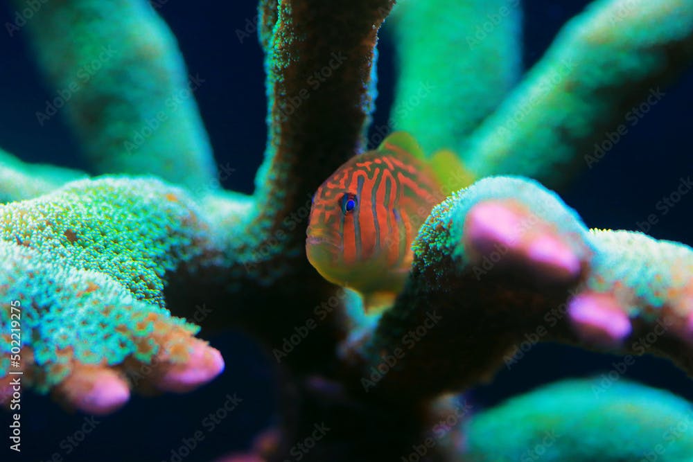 Green Clown Coral Goby - Gobiodon histrio