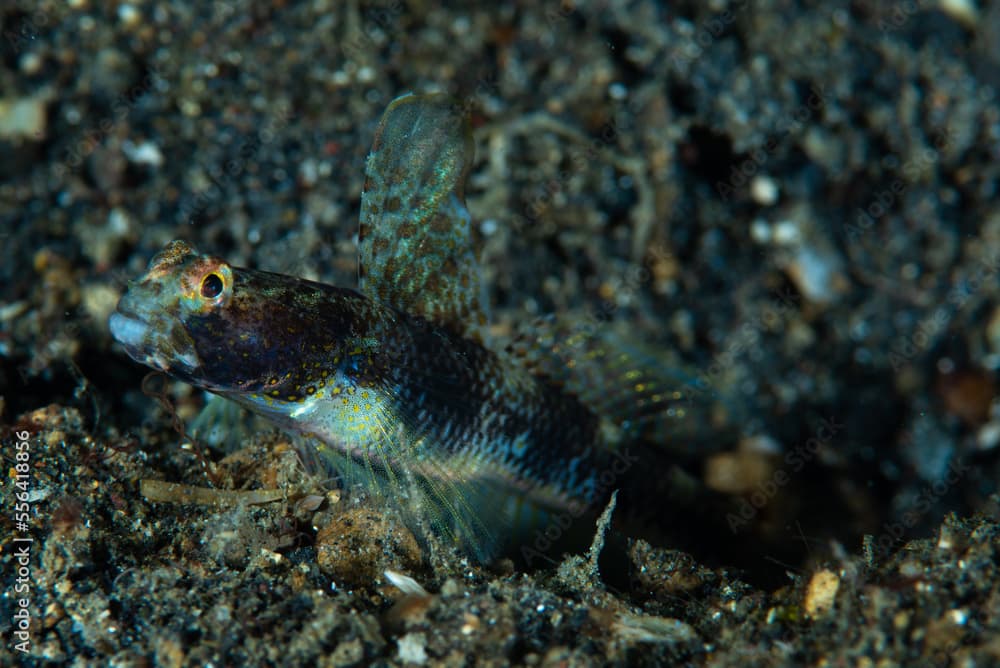 Fan Shrimpgoby Tomiyamichthys latruncularius