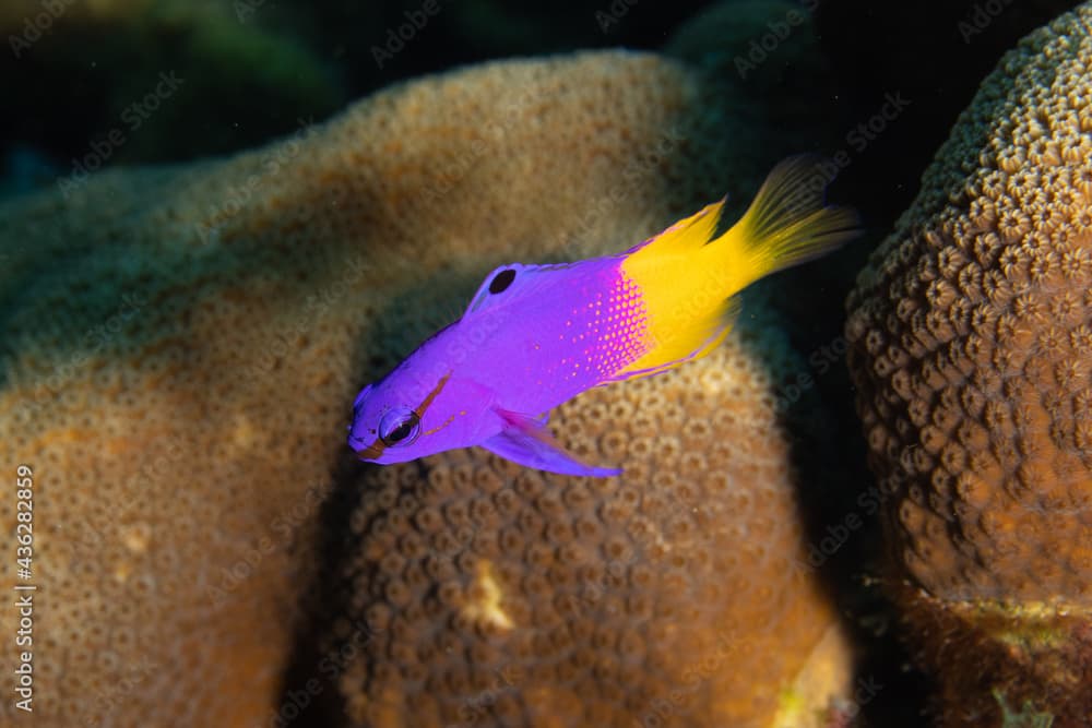 Fairy Basslet on Caribbean Coral Reef