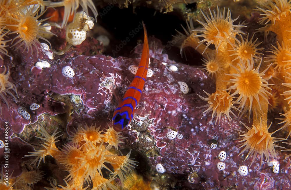 Bluebanded goby, Lythrypnus dalli, on a reef. Channel Islands California.