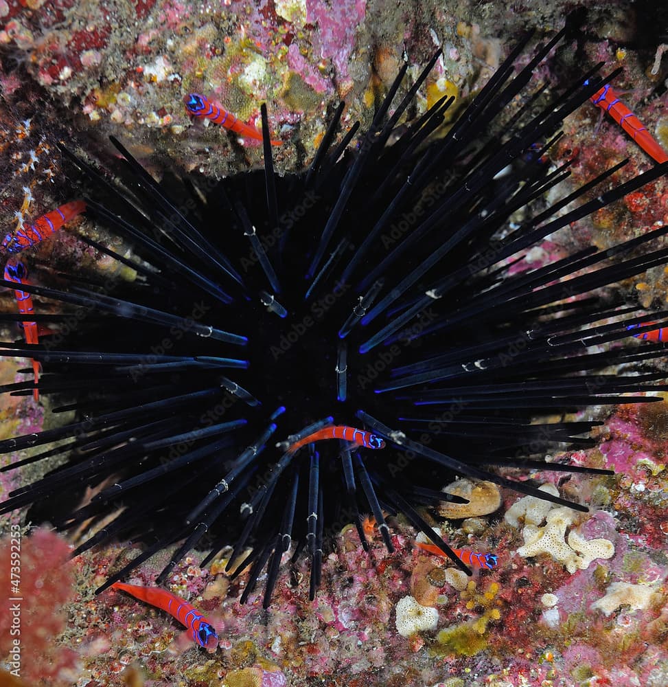 Giant red urchin, Stroggylocentrotus franciscanus, with a group of blue banded gobies, Lythrypnus dalli, Anacapa Island, Channel Islands National Park, California, USA