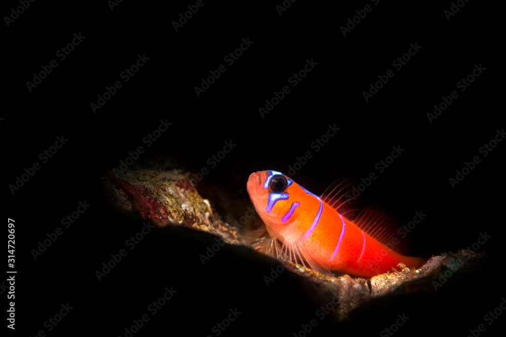 Blue banded goby on sandy reef