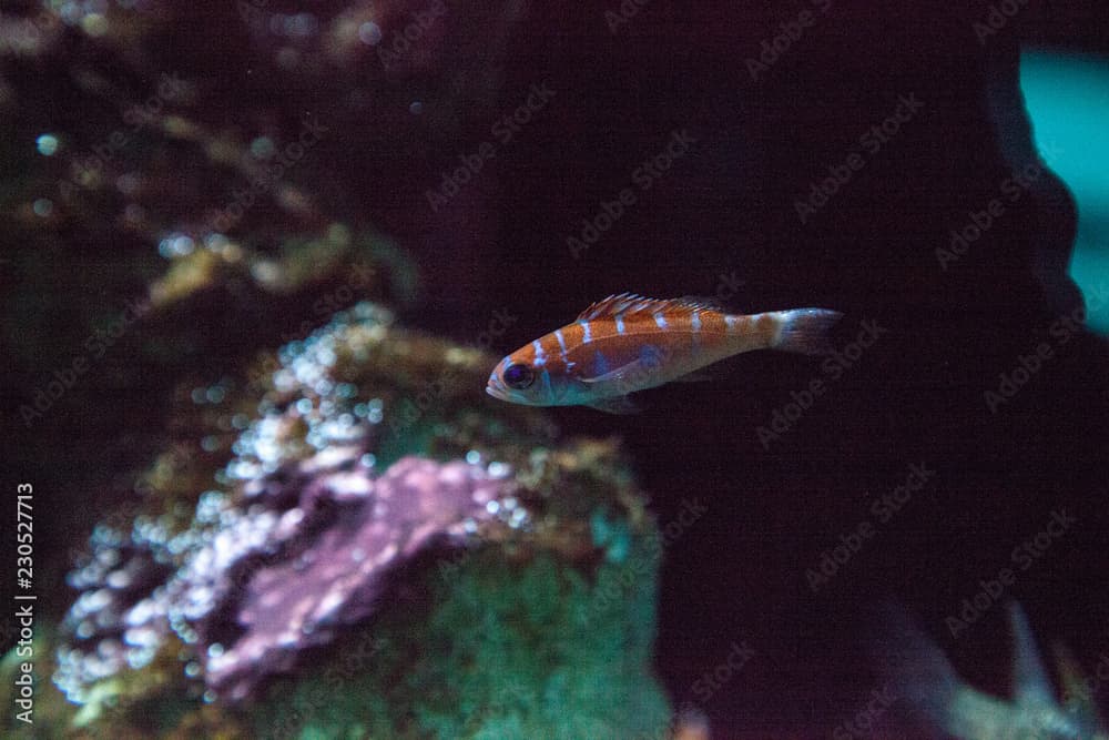 Orange and white striped Catalina Goby Lythrypnus dalli