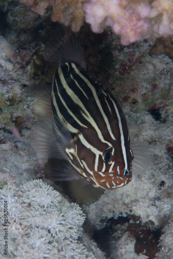 Sixstriped soapfish