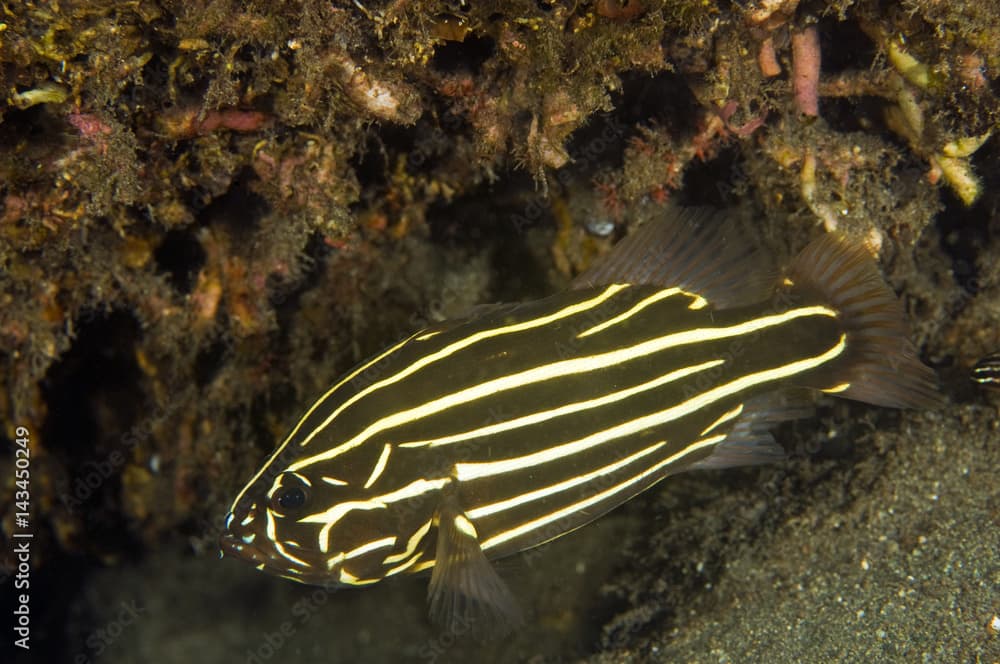 Six lined soapfish, Grammistes sexlineatus, Raja Ampat Indonesia