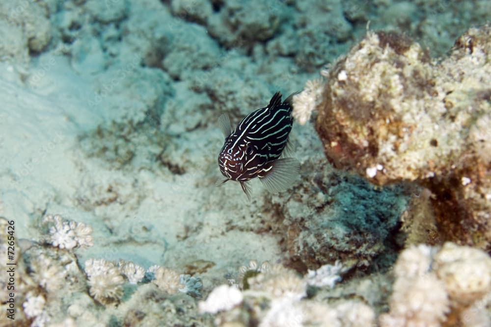 sixstriped soapfish (grammistes sexlineatus)