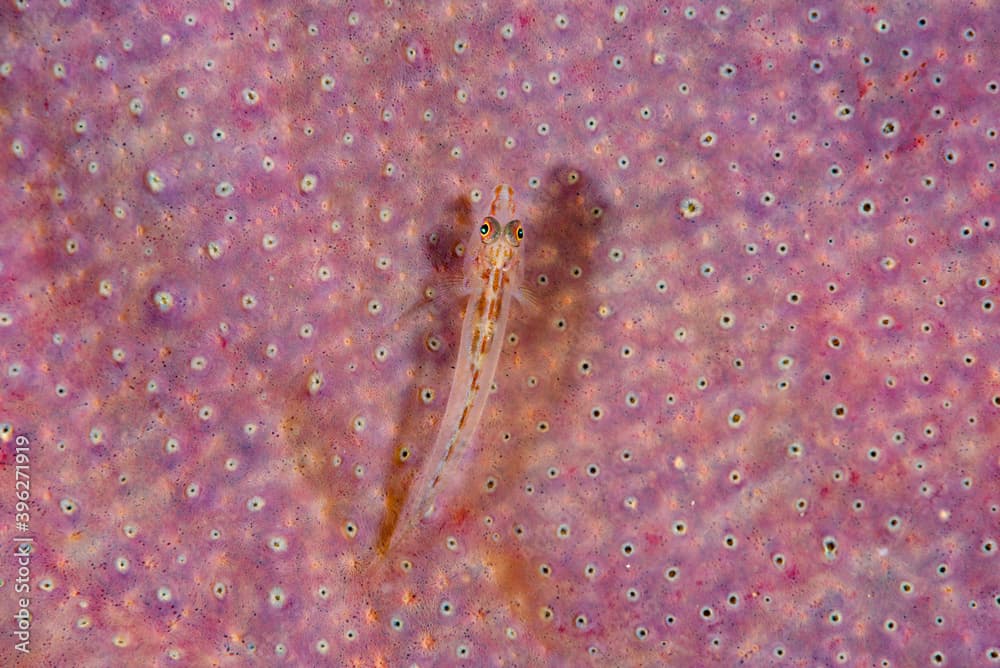 Slender Spongegoby Pleurosicya elongata