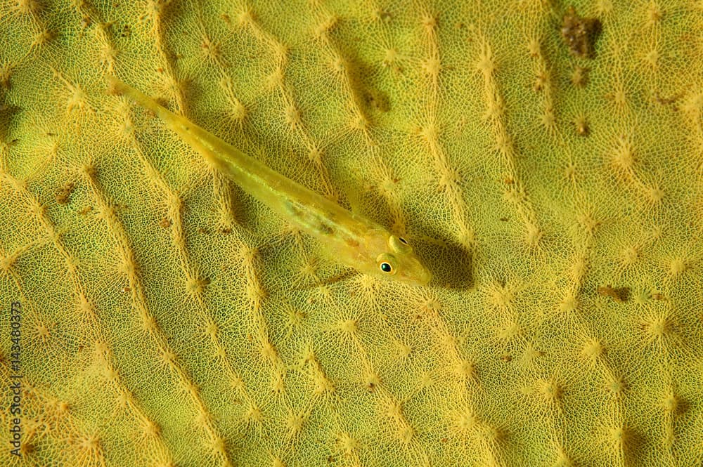 Elongate goby, Pleurosicya elongata, camouflaging on an elephant ear sponge, Bali Indonesia.