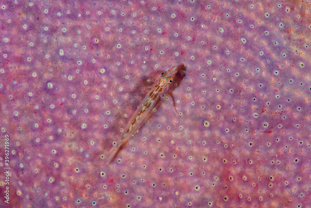 Slender Spongegoby Pleurosicya elongata