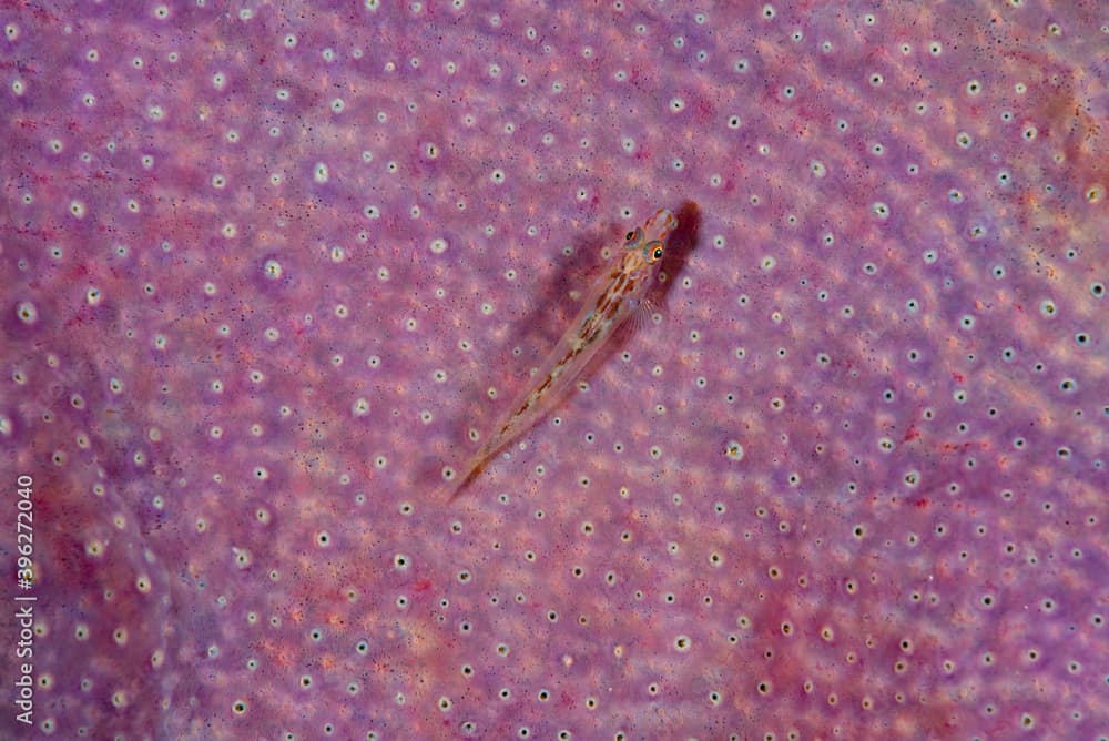 Slender Spongegoby Pleurosicya elongata