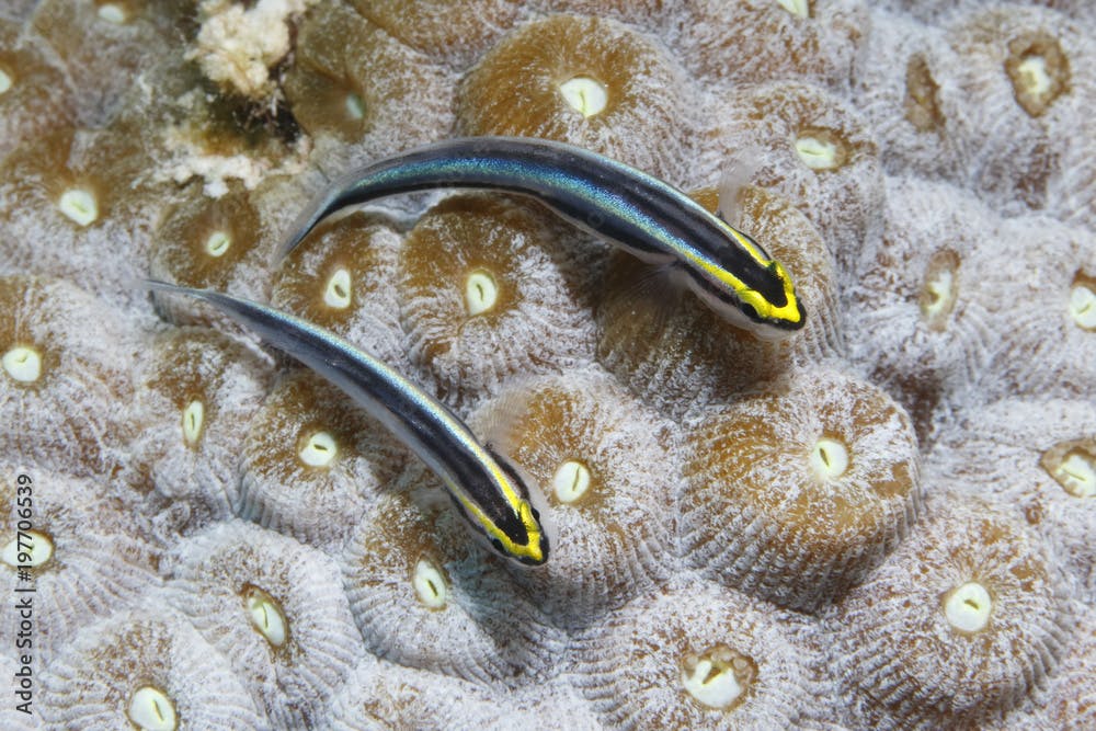 Pair of Sharknose Gobies on a coral head - Bonaire