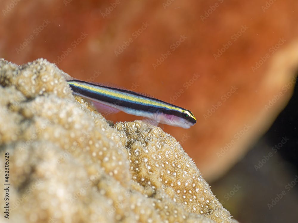 Sharknose goby on a stony coral (Grand Cayman, Cayman Islands)