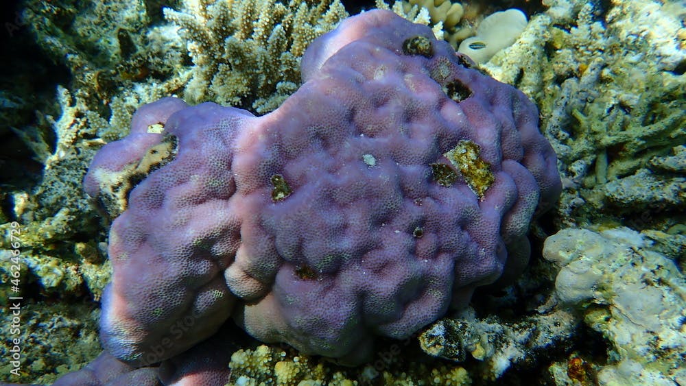 Lobe coral, hump coral (Porites lobata) undersea, Red Sea, Egypt, Sinai, Ras Mohammad national park 