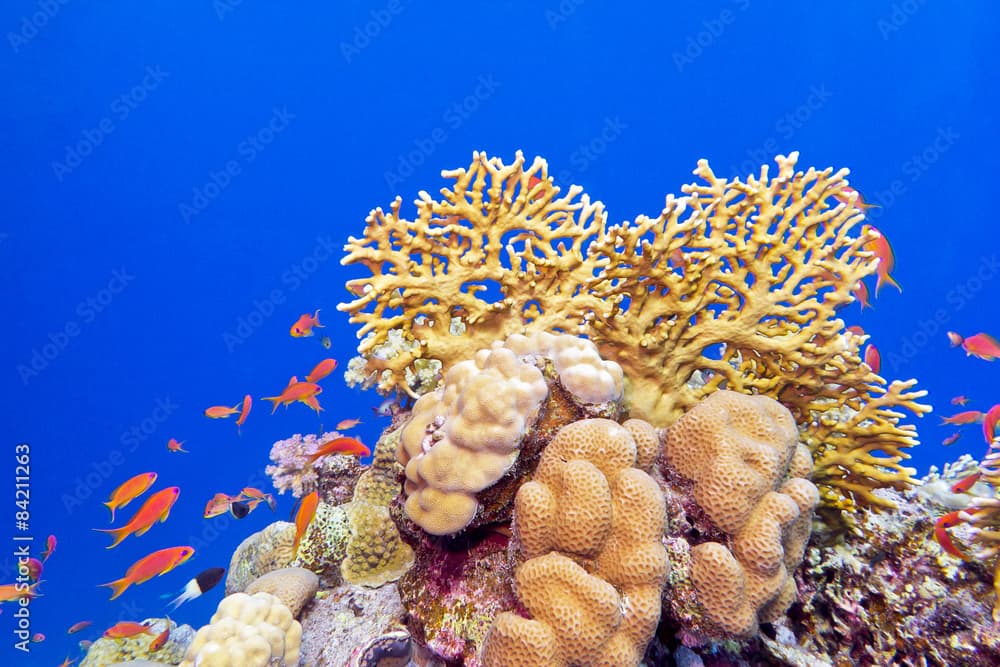 coral reef with  fishes Anthias in tropical sea, underwater