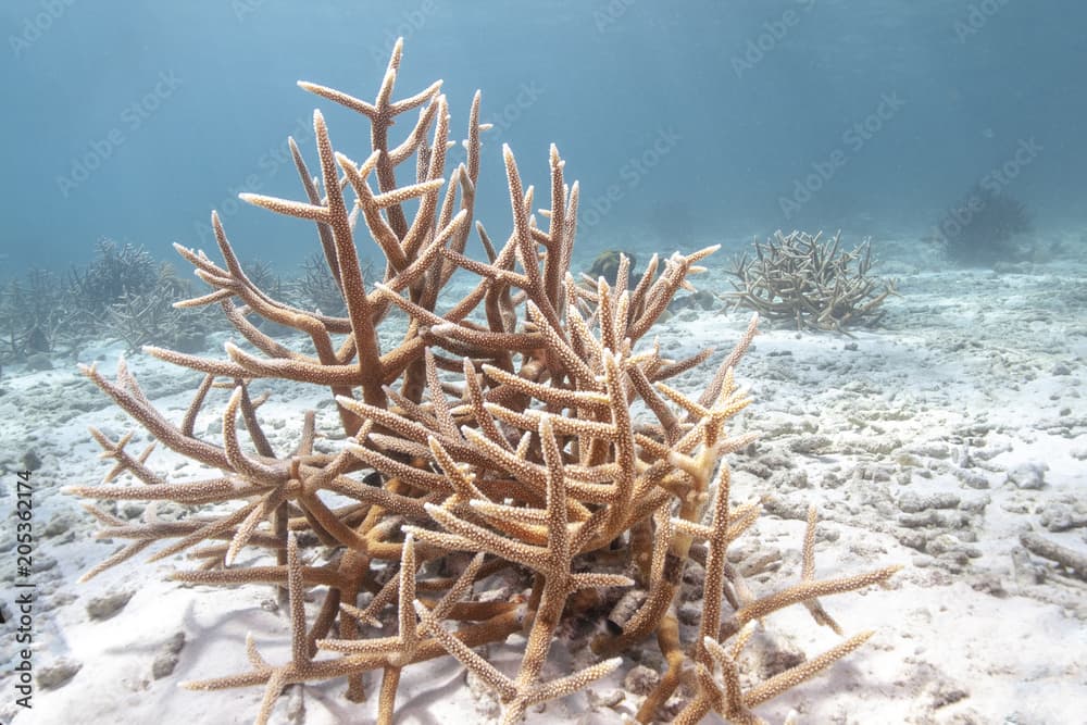 Caribbean coral reef staghorn coral,Acropora cervicornis