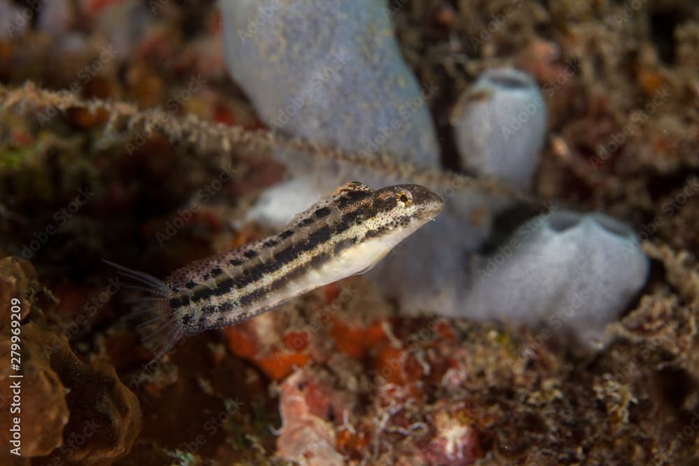 the wolf fangbelly, Petroscirtes lupus