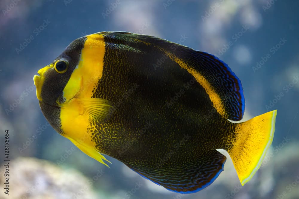 Scribbled angelfish (Chaetodontoplus duboulayi).