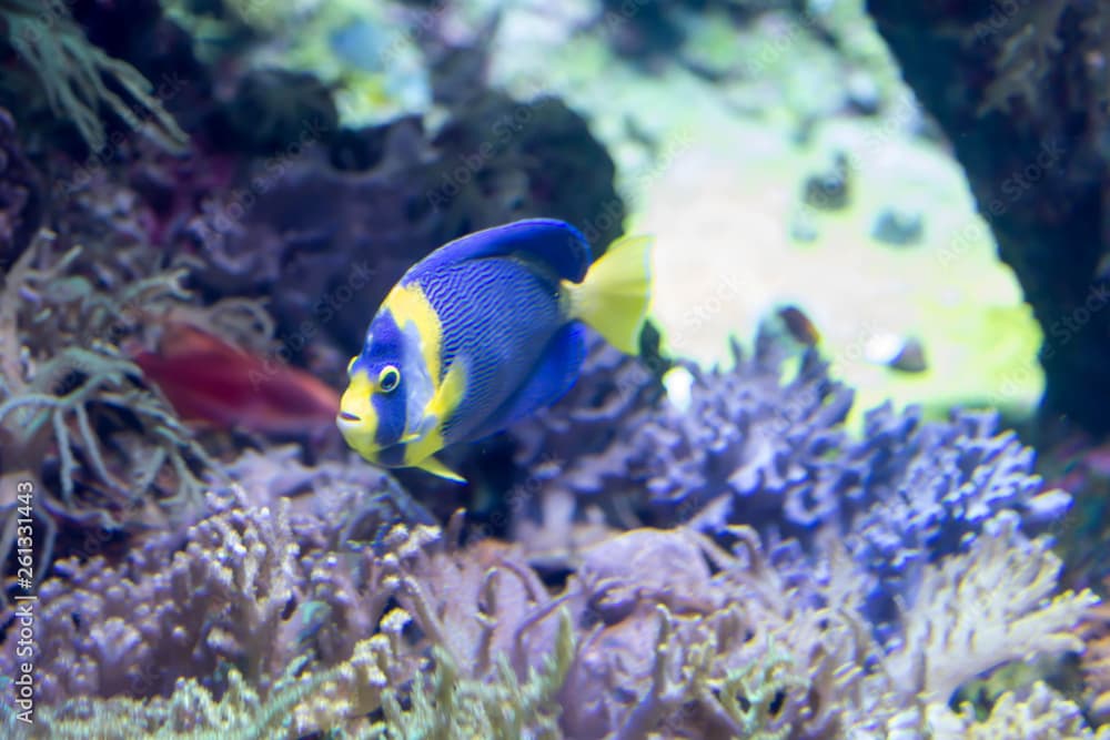 Blurry photo of a Scribbled angelfish Chaetodontoplus duboulayi in a sea aquarium