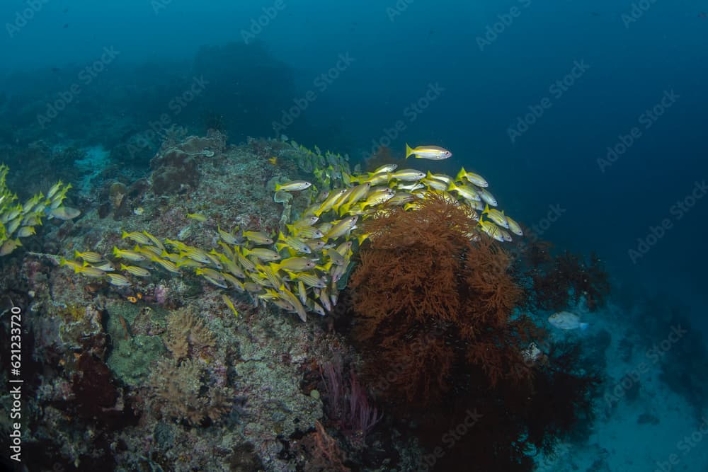 Mimic goatfish swim in big shoal with yellowfin goatfish. Mulloidichthys mimicus and mulloidichthys vanicolensis during dive on Raja Ampat. Aboundit ocean in Indonesia. Small yellow fish with white, y