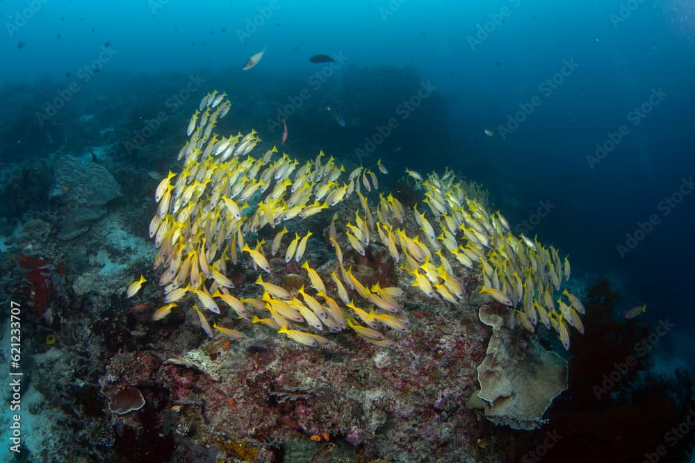 Mimic goatfish swim in big shoal with yellowfin goatfish. Mulloidichthys mimicus and mulloidichthys vanicolensis during dive on Raja Ampat. Aboundit ocean in Indonesia. Small yellow fish with white, y