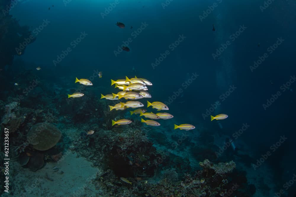 Mimic goatfish swim in big shoal with yellowfin goatfish. Mulloidichthys mimicus and mulloidichthys vanicolensis during dive on Raja Ampat. Aboundit ocean in Indonesia. Small yellow fish with white, y