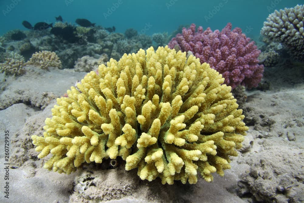 Digitate Acropora · Acropora digitifera · Reeflings Library