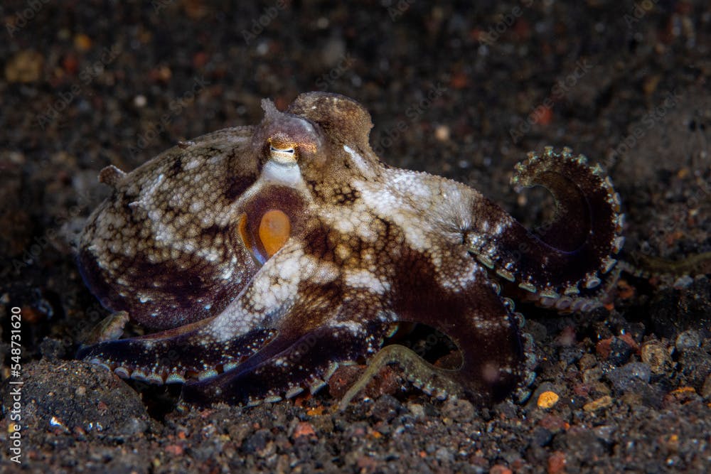 Coconut Octopus - Amphioctopus marginatus hunts at night. Sea life of Tulamben, Bali, Indonesia.