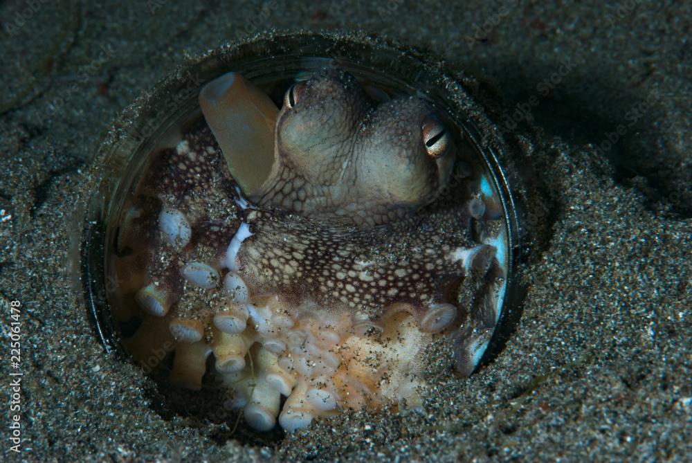 Coconut Octopus Amphioctopus marginatus