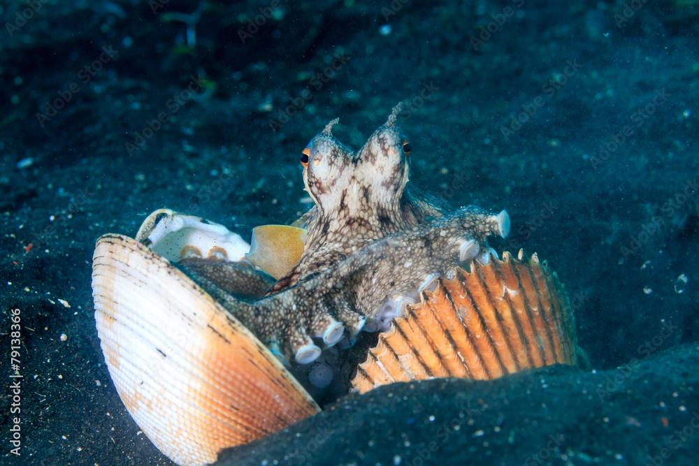 Coconut Octopus arranging shells